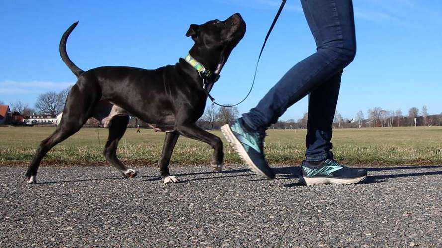 Hundeauslaufgebiet-In Bewegung Dresden-Bild