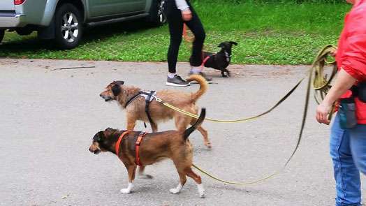 Hundeauslaufgebiet-CaneIntelligo Hundeschule und Verhaltenstherapie Murr-Bild