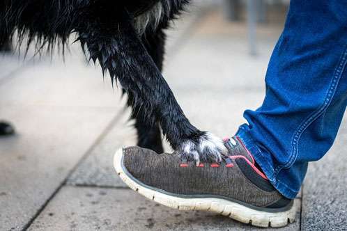 Hundeauslaufgebiet-CaneIntelligo Hundeschule und Verhaltenstherapie Murr-Bild