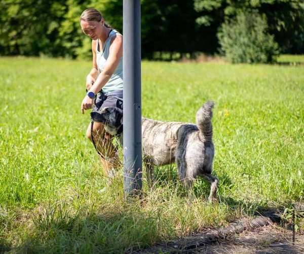 Hundeauslaufgebiet-CaneIntelligo Hundeschule und Verhaltenstherapie Murr-Bild