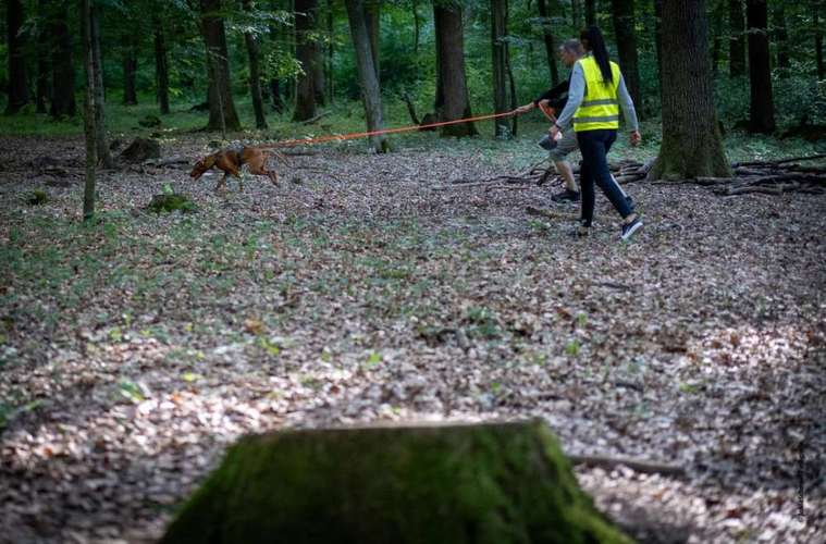 Hundeauslaufgebiet-CaneIntelligo Hundeschule und Verhaltenstherapie Murr-Bild