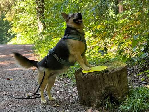 Hundeauslaufgebiet-CaneIntelligo Hundeschule und Verhaltenstherapie Murr-Bild