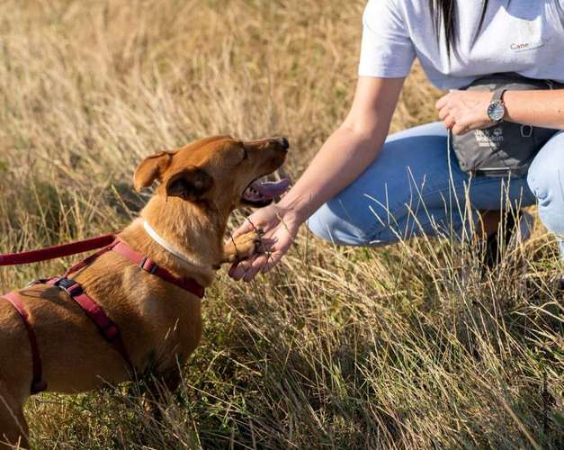 Hundeauslaufgebiet-CaneIntelligo Hundeschule und Verhaltenstherapie Murr-Bild