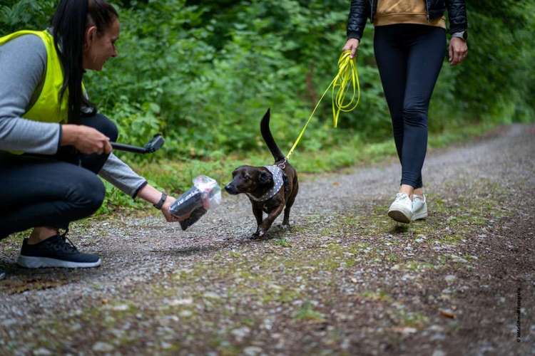 Hundeauslaufgebiet-CaneIntelligo Hundeschule und Verhaltenstherapie Murr-Bild