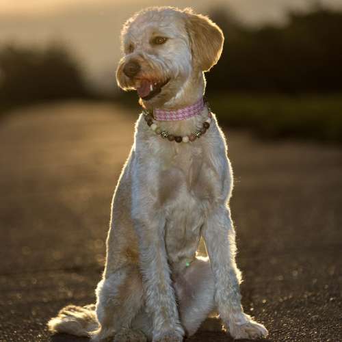 Hundeauslaufgebiet-Fotografie Lichtblicke-Bild