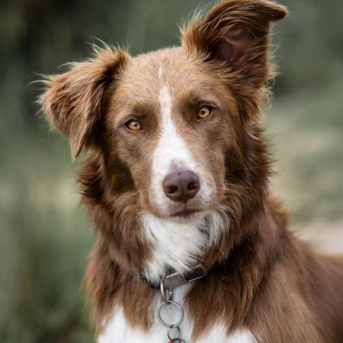 Hundeauslaufgebiet-Fotografie Lichtblicke-Bild