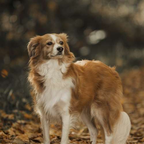 Hundeauslaufgebiet-Fotografie Lichtblicke-Bild