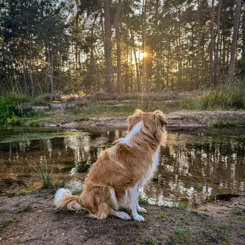 Hundeauslaufgebiet-Fotografie Lichtblicke-Bild