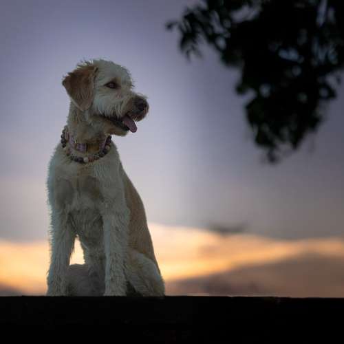 Hundeauslaufgebiet-Fotografie Lichtblicke-Bild