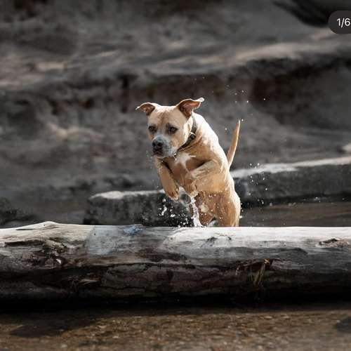 Hundeauslaufgebiet-Fotografie Lichtblicke-Bild