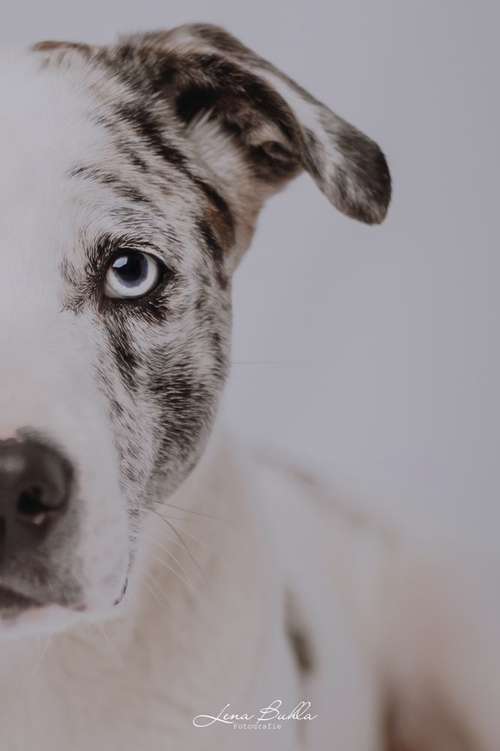 Hundeauslaufgebiet-Lena Buhla Fotografie-Bild