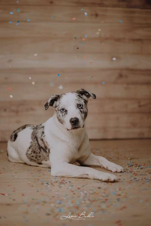 Hundeauslaufgebiet-Lena Buhla Fotografie-Bild