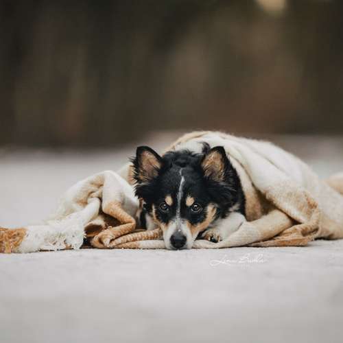 Hundeauslaufgebiet-Lena Buhla Fotografie-Bild