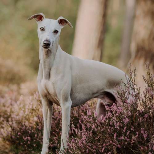 Hundeauslaufgebiet-Lena Buhla Fotografie-Bild