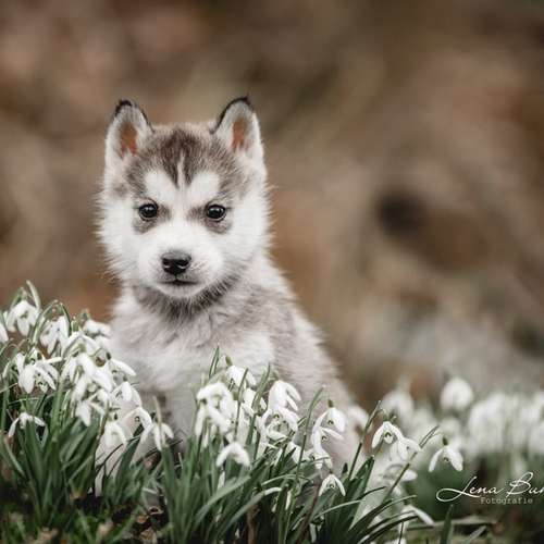 Hundeauslaufgebiet-Lena Buhla Fotografie-Bild