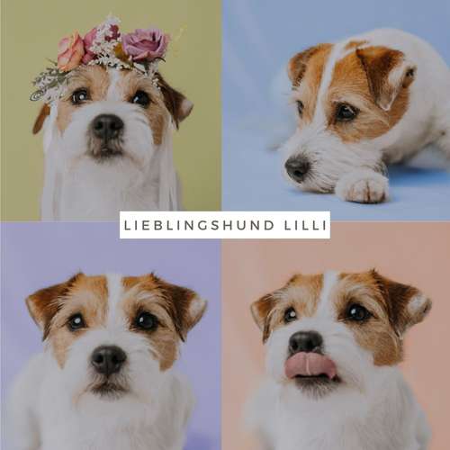 Hundeauslaufgebiet-Lena Buhla Fotografie-Bild