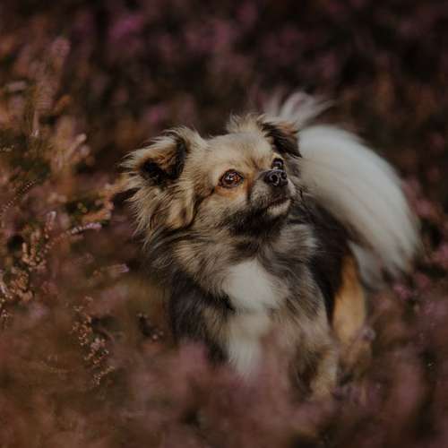 Hundeauslaufgebiet-Lena Buhla Fotografie-Bild