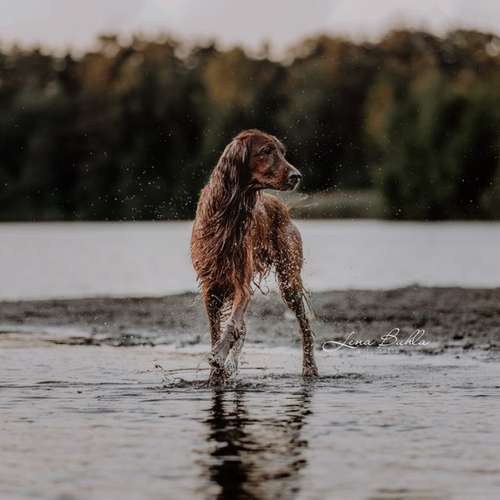 Hundeauslaufgebiet-Lena Buhla Fotografie-Bild
