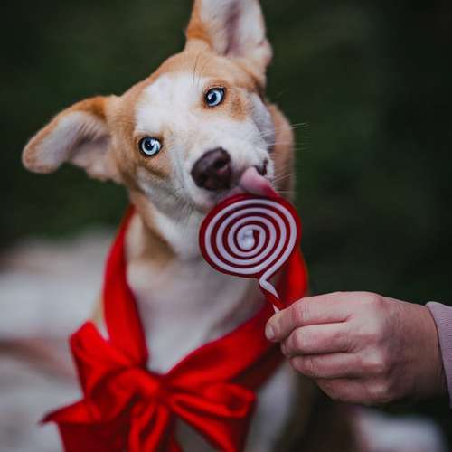 Hundeauslaufgebiet-Lena Buhla Fotografie-Bild