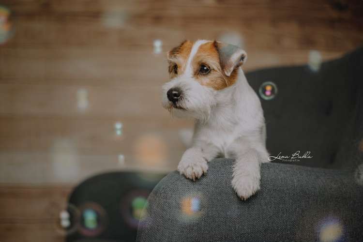 Hundeauslaufgebiet-Lena Buhla Fotografie-Bild