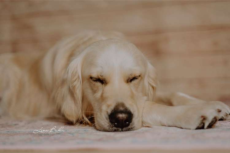 Hundeauslaufgebiet-Lena Buhla Fotografie-Bild