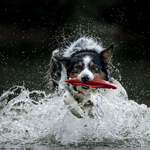 Hundeauslaufgebiet-Lena Buhla Fotografie-Bild