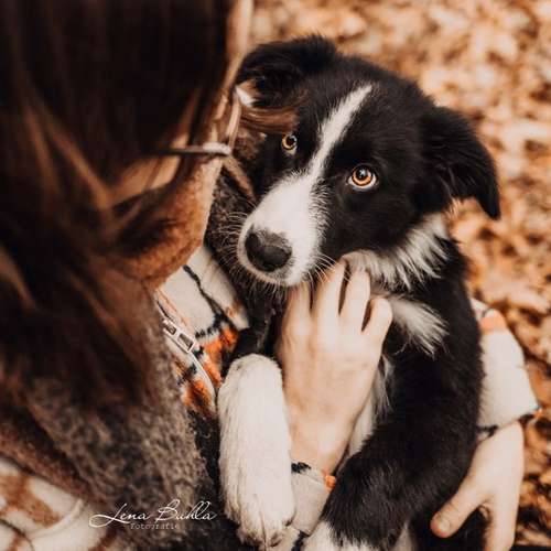 Hundeauslaufgebiet-Lena Buhla Fotografie-Bild