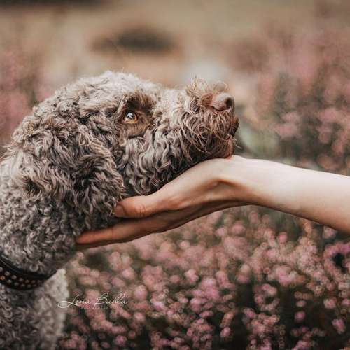 Hundeauslaufgebiet-Lena Buhla Fotografie-Bild