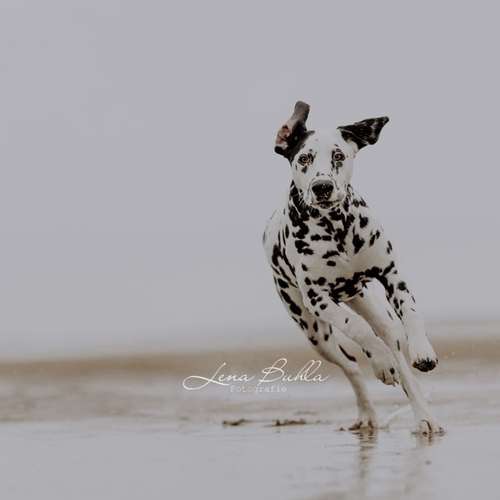 Hundeauslaufgebiet-Lena Buhla Fotografie-Bild