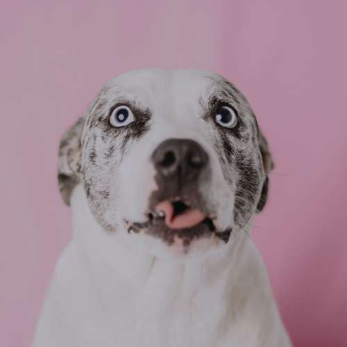 Hundeauslaufgebiet-Lena Buhla Fotografie-Bild