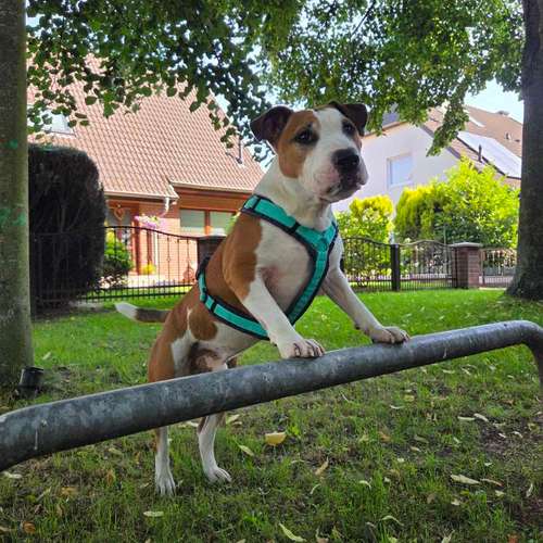 Hundeauslaufgebiet-Hundetraining mea meb-Bild