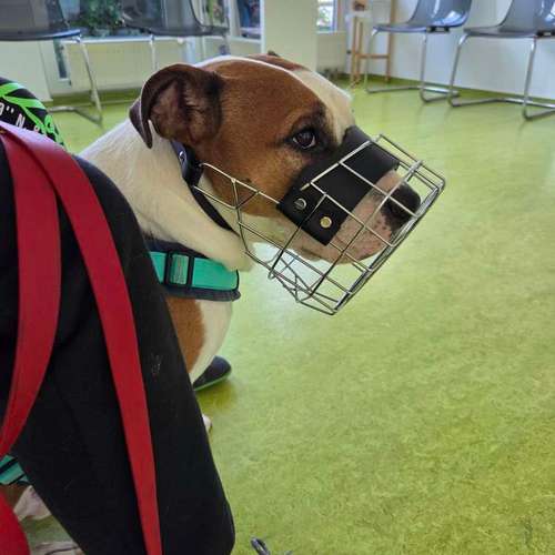 Hundeauslaufgebiet-Hundetraining mea meb-Bild