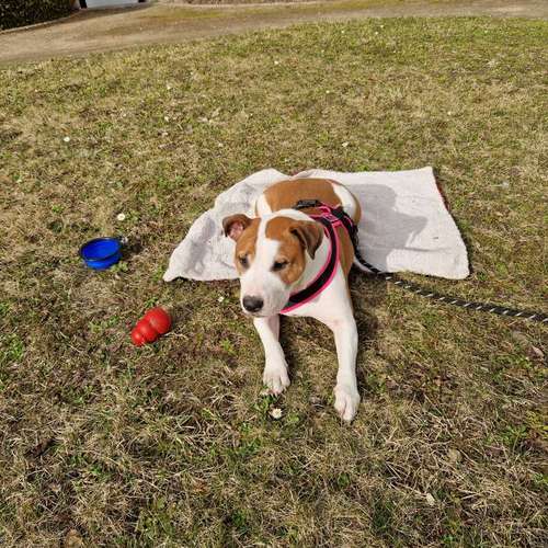Hundeauslaufgebiet-Hundetraining mea meb-Bild