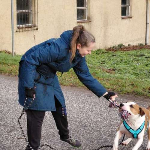 Hundeauslaufgebiet-Hundetraining mea meb-Bild