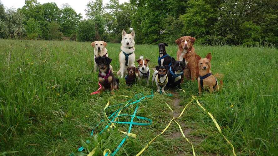 Hundeauslaufgebiet-Labcols inside -Bild