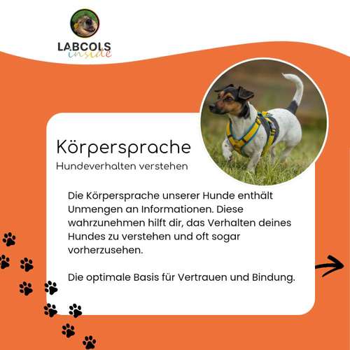 Hundeauslaufgebiet-Labcols inside -Bild