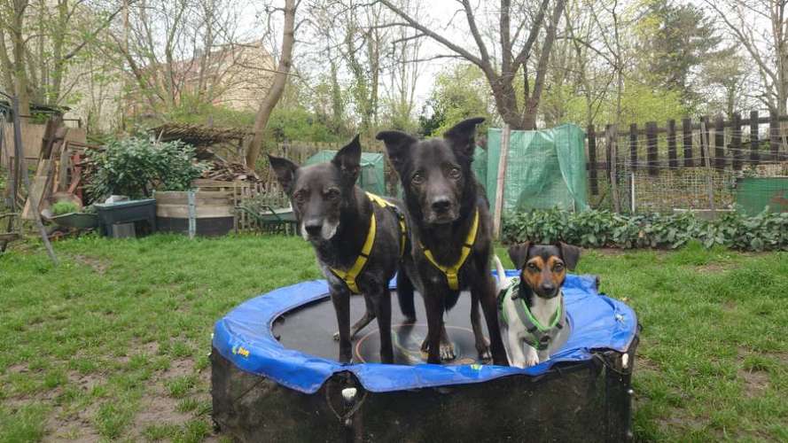 Hundeauslaufgebiet-Labcols inside -Bild