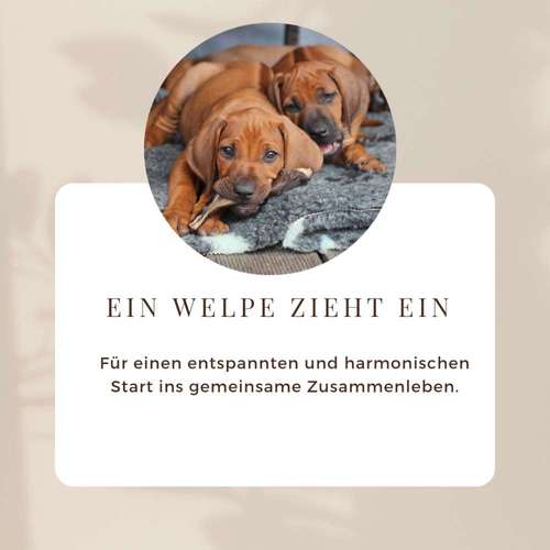 Hundeauslaufgebiet-Labcols inside -Bild