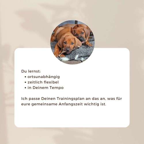 Hundeauslaufgebiet-Labcols inside -Bild