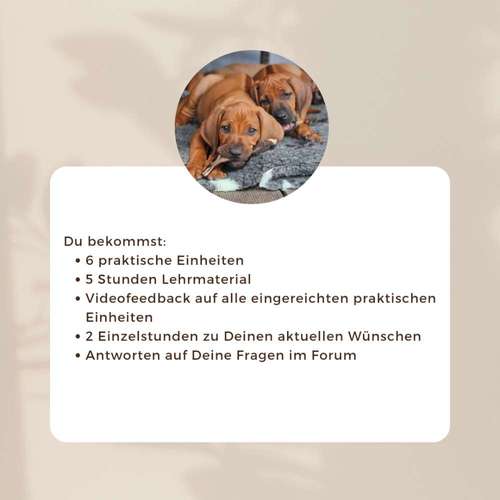 Hundeauslaufgebiet-Labcols inside -Bild