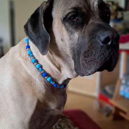 Hundeauslaufgebiet-Nines Wuffelzauber-Bild