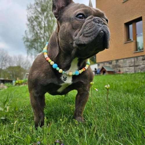 Hundeauslaufgebiet-Nines Wuffelzauber-Bild