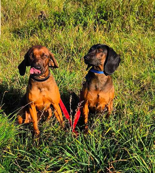 Hundeauslaufgebiet-Elbkraft Hund & Halter-Bild