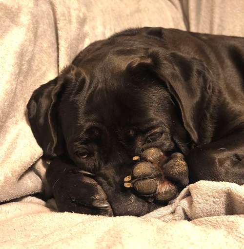 Hundeauslaufgebiet-Elbkraft Hund & Halter-Bild