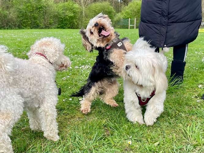 Hundeauslaufgebiet-Hero4Paws-Bild