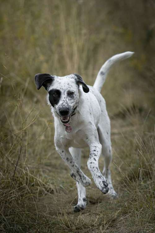 Hundeauslaufgebiet-Bambifotografie-Bild