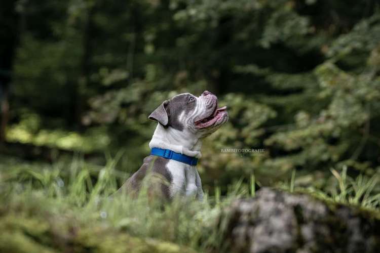 Hundeauslaufgebiet-Bambifotografie-Bild