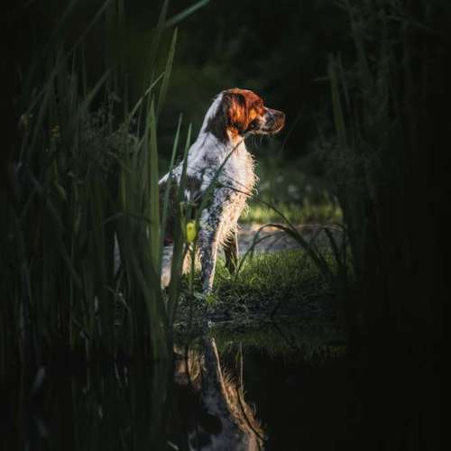 Hundeauslaufgebiet-Bambifotografie-Bild