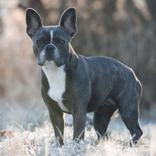 Hundeauslaufgebiet-Bambifotografie-Bild