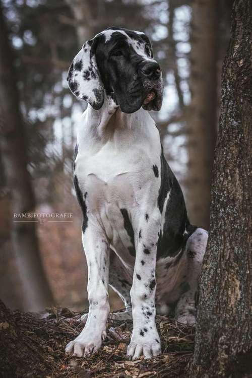 Hundeauslaufgebiet-Bambifotografie-Bild